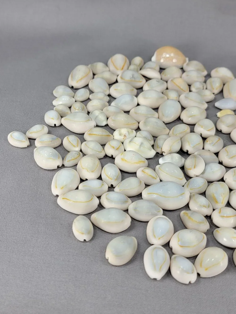 Cowrie Shell Seashell Nautical Beach Ocean Decor Crafts Lot